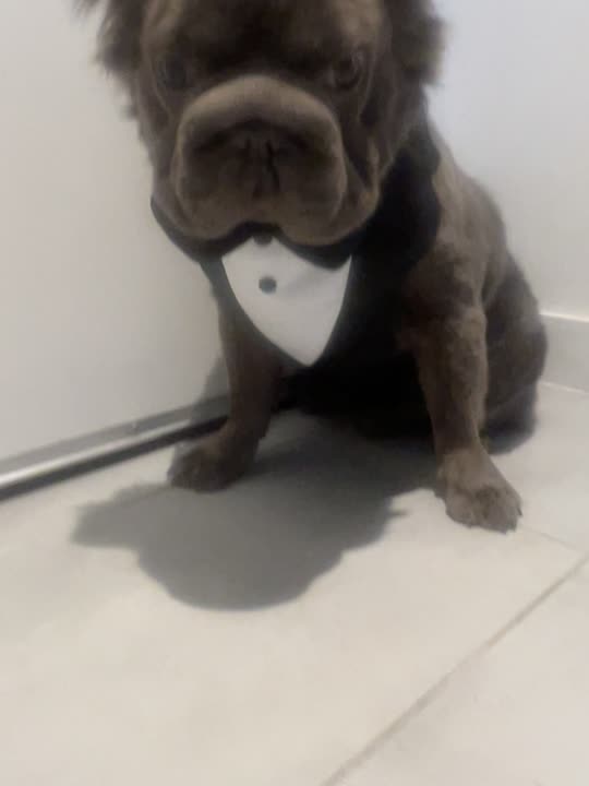 French Bulldog stud dog video