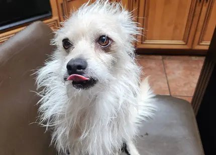 Mixed Breed stud dog: Fluffy mixed breed dog with a light coat sitting on a chair