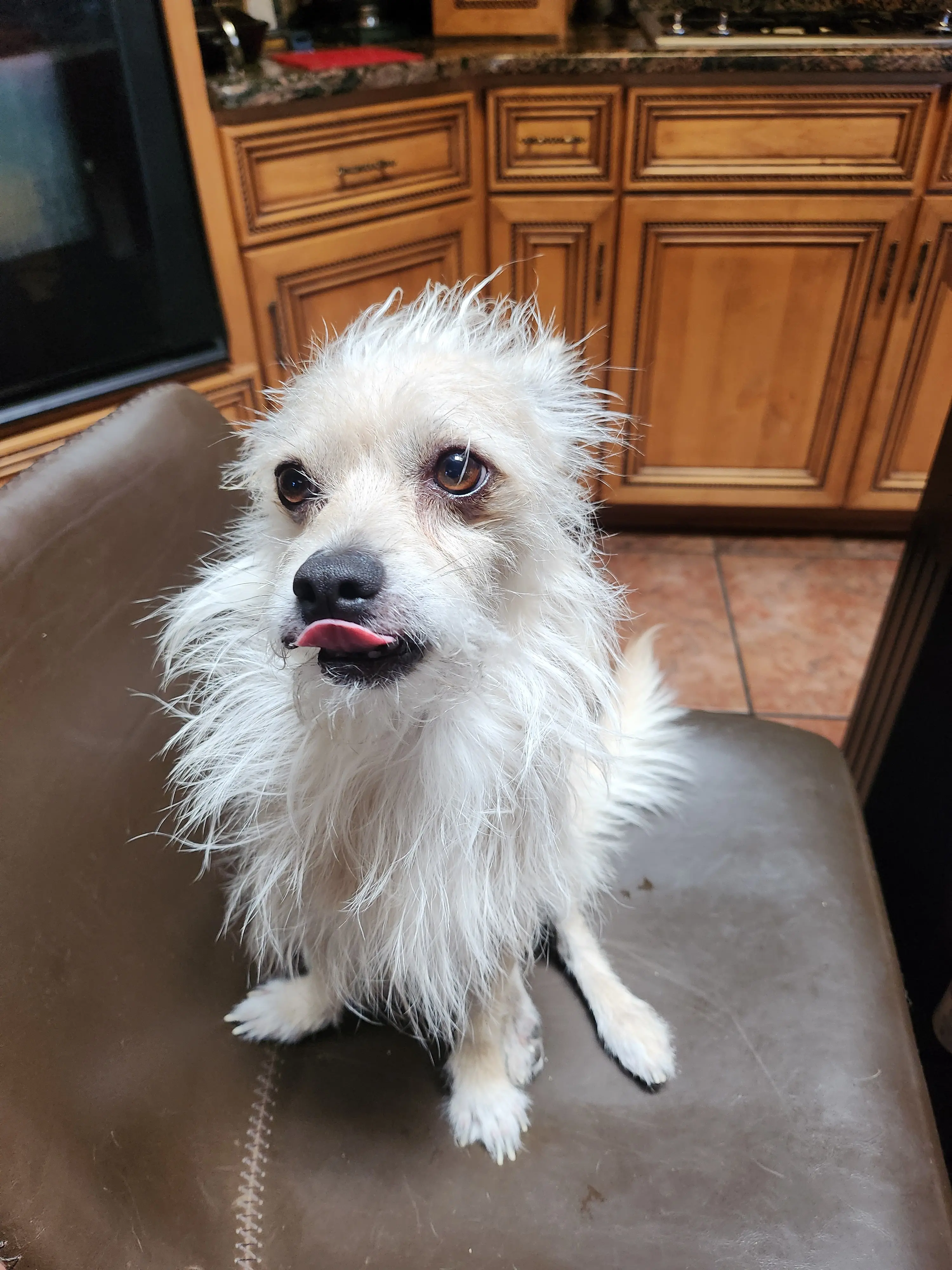 Mixed Breed stud dog: Fluffy mixed breed dog with a light coat sitting on a chair