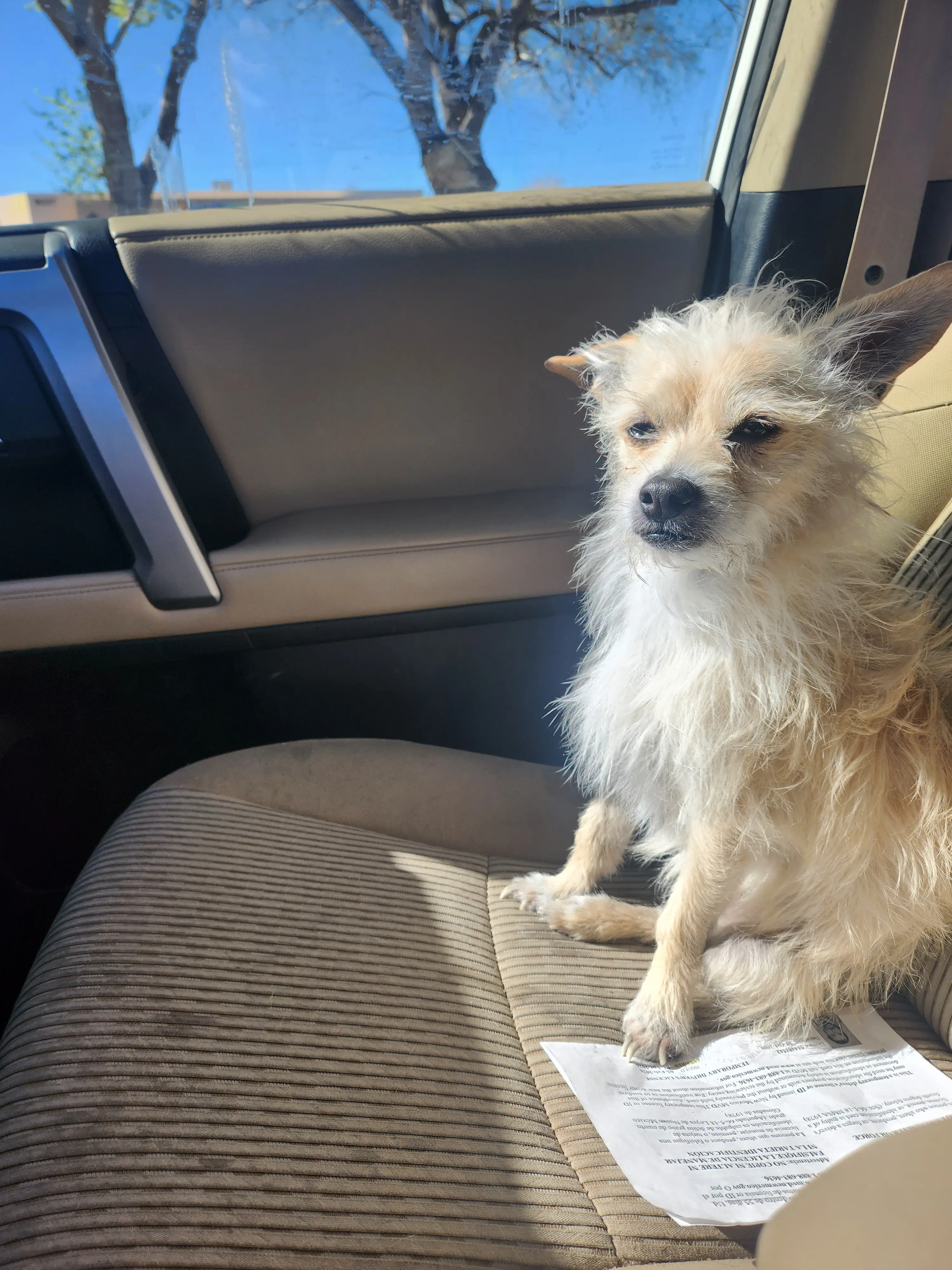 Mixed Breed stud dog: Small mixed breed dog with a scruffy coat sitting in a car