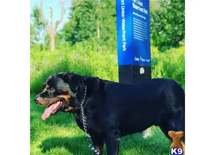 Rottweiler