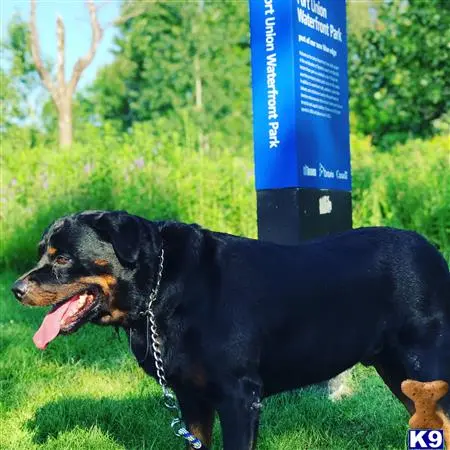 Rottweiler stud dog