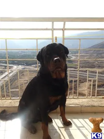 Rottweiler stud dog