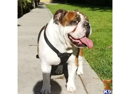 English Bulldog