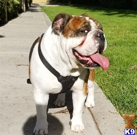 a english bulldog dog wearing a harness