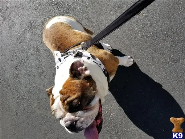 English Bulldog stud dog