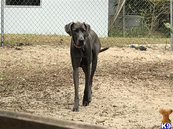 Great Dane dog