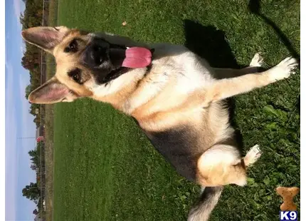 a german shepherd dog lying on a green lawn