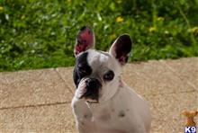 bulldog puppy posted by vladimir1122
