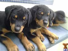 Rottweiler