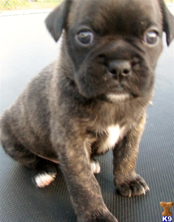 pugs for sale in washington state boxer puppy for sale miniature boxers 25 boston terrier 25 pug and pugs for sale in washington state boxer puppy for sale miniature boxers 25 boston terrier 25 pug and