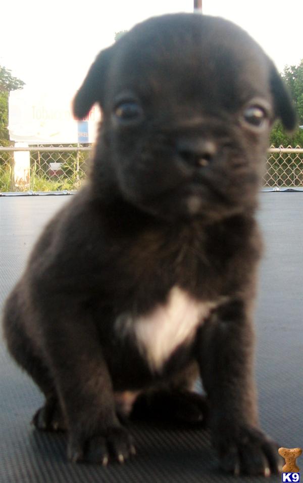 pugs for sale in washington state boxer puppy for sale miniature boxers 25 boston terrier 25 pug and pugs for sale in washington state boxer puppy for sale miniature boxers 25 boston terrier 25 pug and