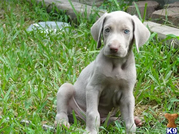 Weimaraner