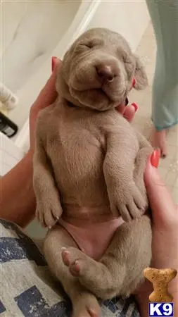 Weimaraner