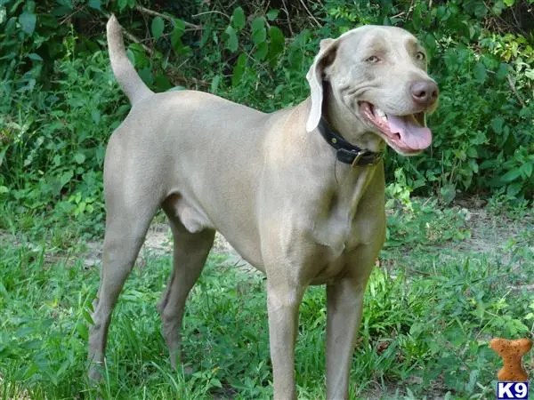 Weimaraner