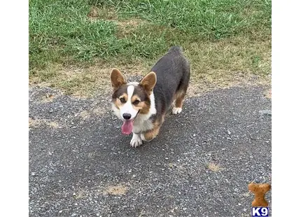 Pembroke Welsh Corgi