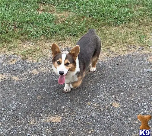 Pembroke Welsh Corgi stud dog