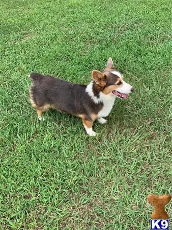 Pembroke Welsh Corgi stud dog