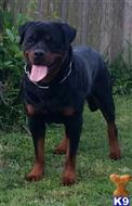 Rottweiler