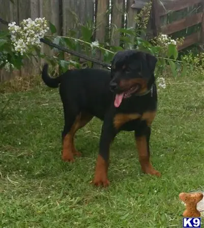 Rottweiler