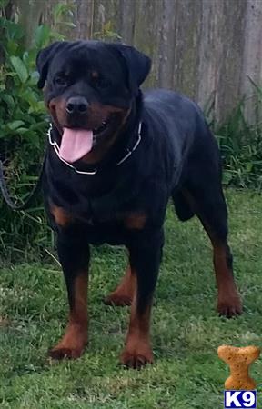 Rottweiler dog