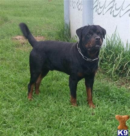 Rottweiler dog