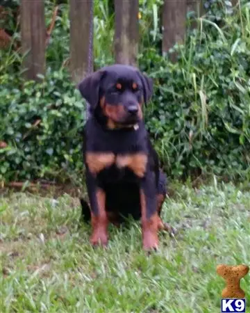 Rottweiler puppy for sale