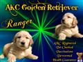 golden retriever puppy posted by vns1