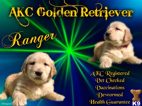 golden retriever puppy posted by vns1