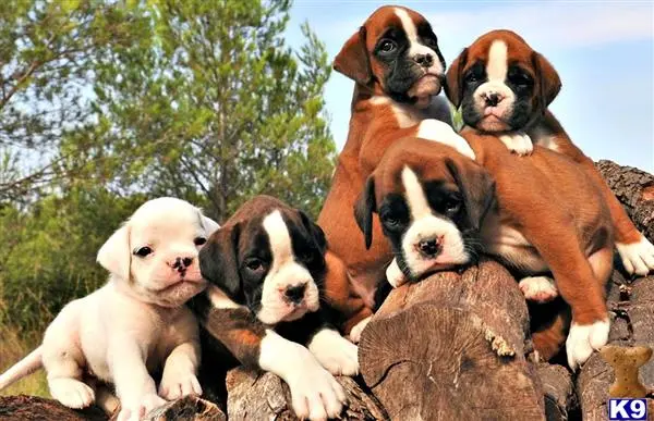 Boxer puppy for sale