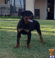 rottweiler puppy posted by vomSchutzengel