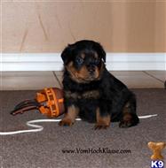 rottweiler puppy posted by vomSchutzengel
