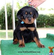 rottweiler puppy posted by vomSchutzengel