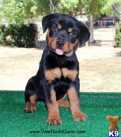 rottweiler puppy posted by vomSchutzengel