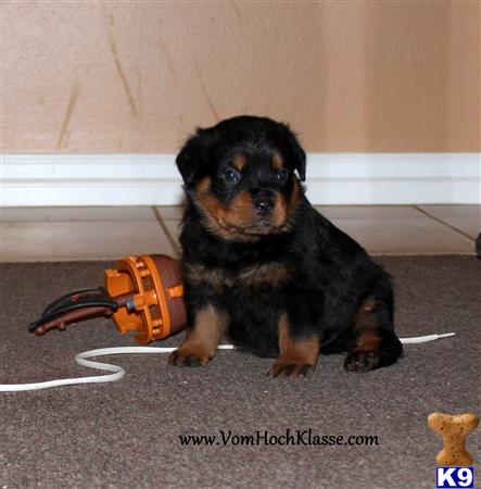 rottweiler puppy posted by vomSchutzengel