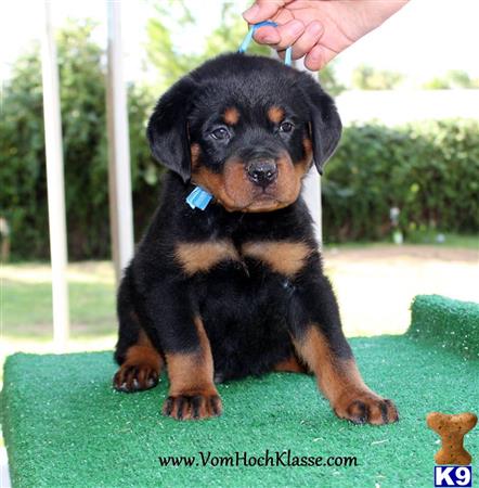 rottweiler puppy posted by vomSchutzengel