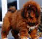 tibetan mastiff puppy posted by voma2130