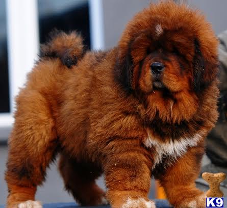 Tibetan Mastiff puppy for sale