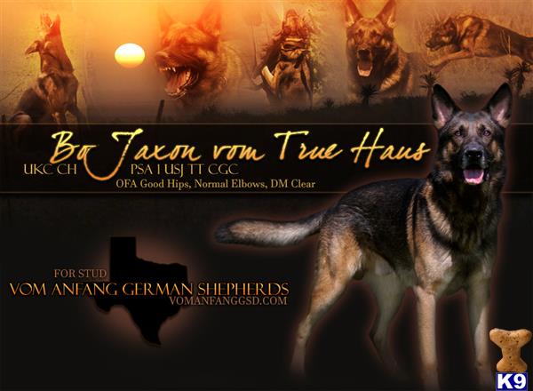a german shepherd dog with a group of german shepherd dogs