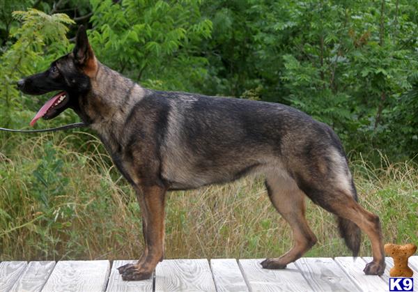 German Shepherd dog