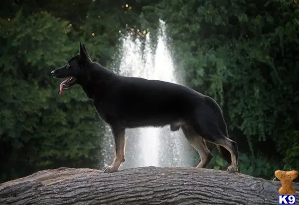 German Shepherd stud dog