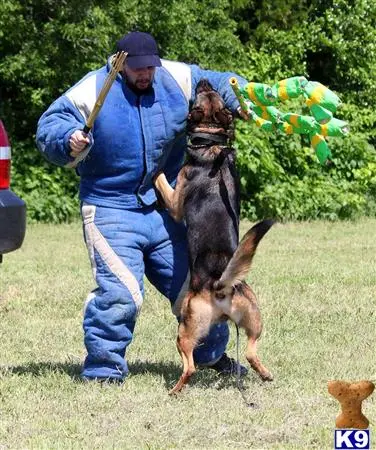 German Shepherd stud dog