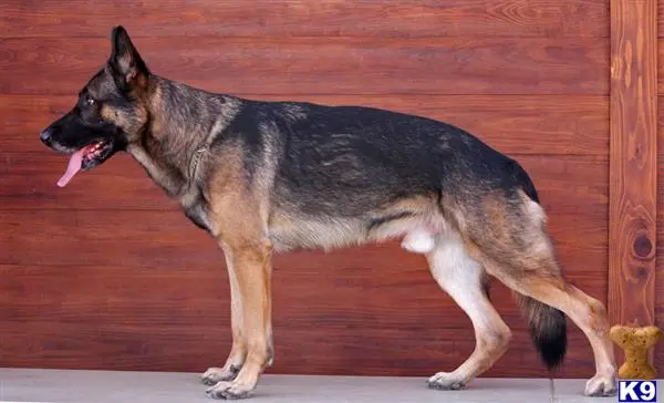 German Shepherd stud dog