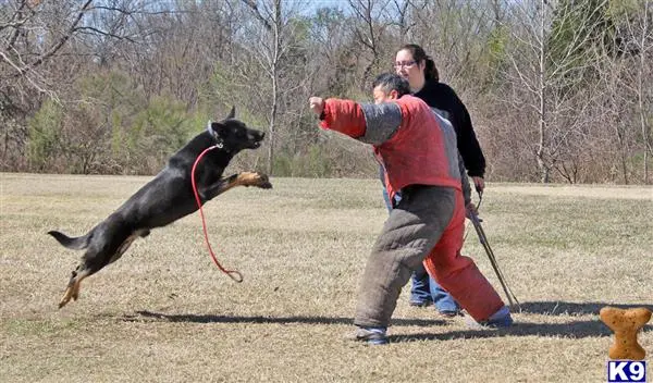 German Shepherd stud dog