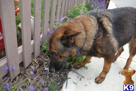 German Shepherd dog