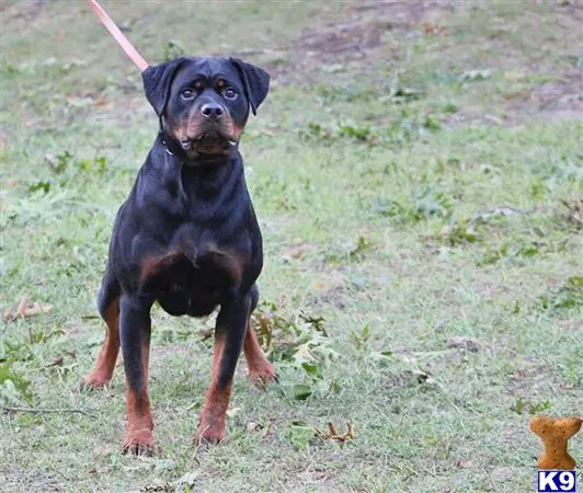 Rottweiler puppy for sale