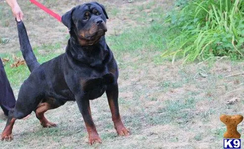 Rottweiler puppy for sale