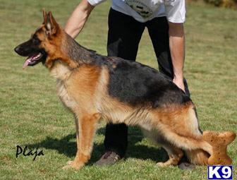 German Shepherd