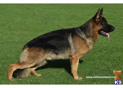 German Shepherd