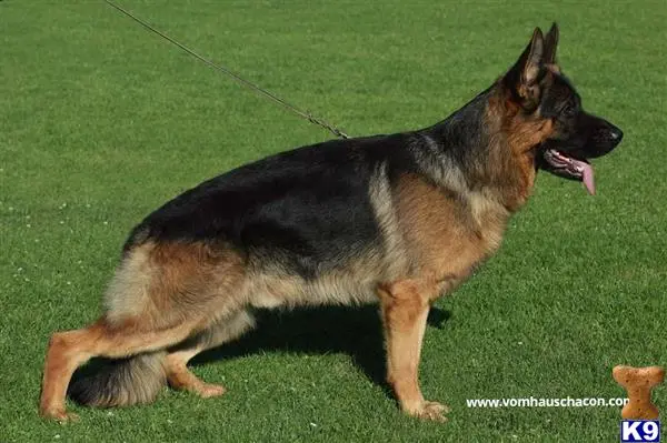 German Shepherd stud dog